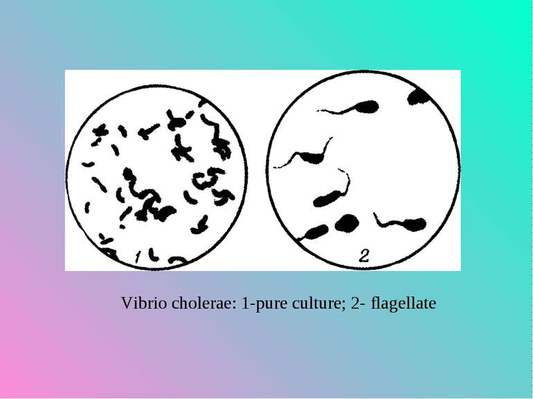 Vibrio cholerae: 1-pure culture; 2- flagellate