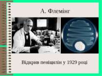 A. Флемінг Відкрив пеніцилін у 1929 році