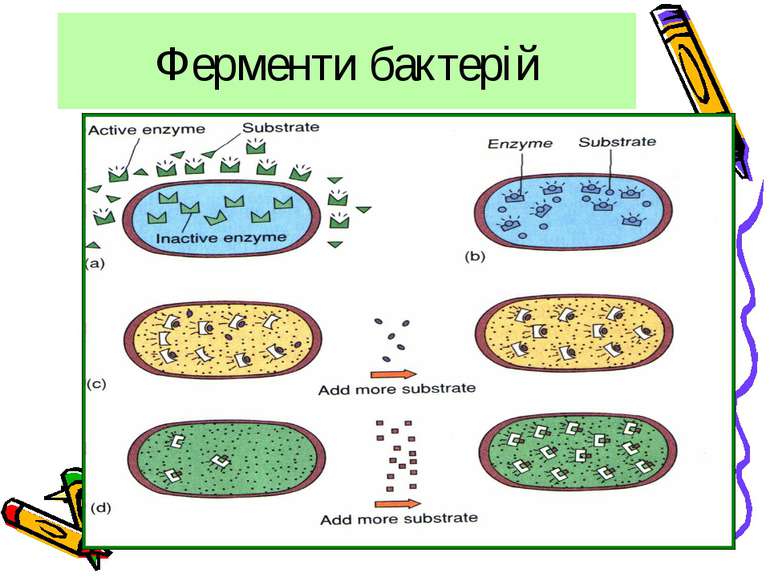 Ферменти бактерій