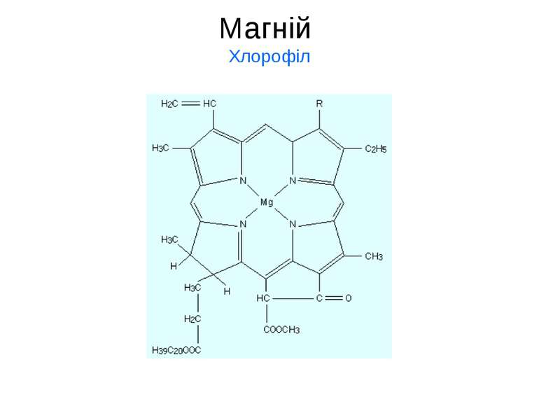 Магній Хлорофіл