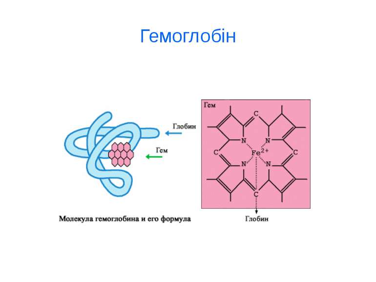 Гемоглобін