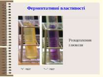 Ферментативні властивості Розщеплення глюкози “+” -тест “—” -тест