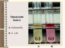 Продукція індолу B. E. coli A. Salmonella A B