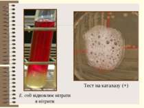 E. coli відновлює нітрати в нітрити Тест на каталазу (+)