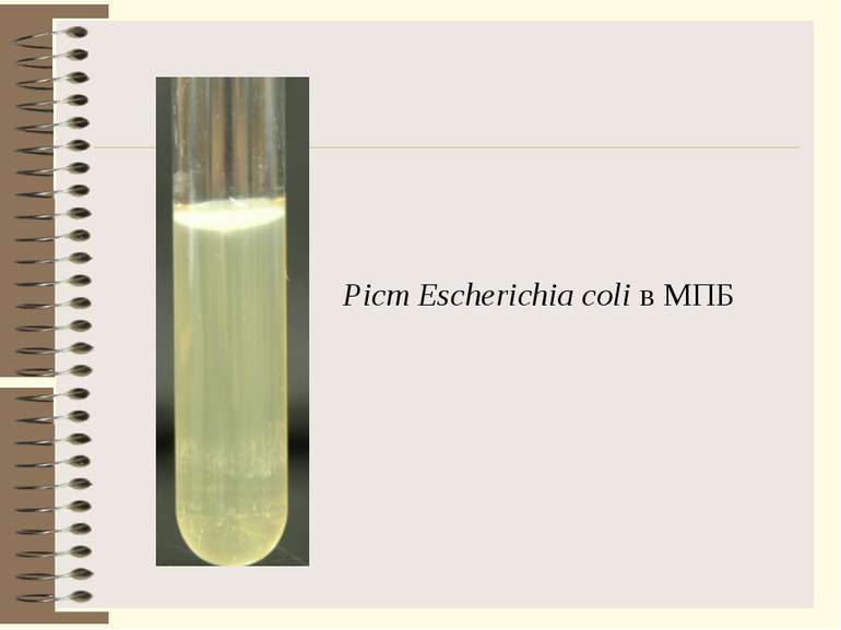Ріст Escherichia coli в МПБ