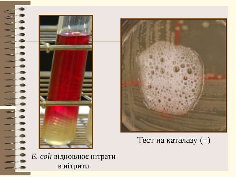 E. coli відновлює нітрати в нітрити Тест на каталазу (+)