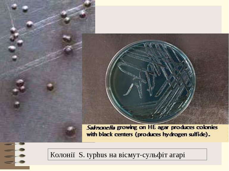 Колонії S. typhus на вісмут-сульфіт агарі