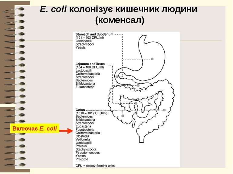 E. coli колонізує кишечник людини (коменсал) Включає E. coli
