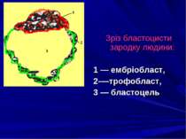 Зріз бластоцисти зародку людини: 1 — ембріобласт, 2-—трофобласт, 3 — бластоцель