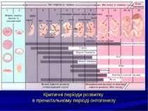 Критичні періоди розвитку в пренатальному періоді онтогенезу