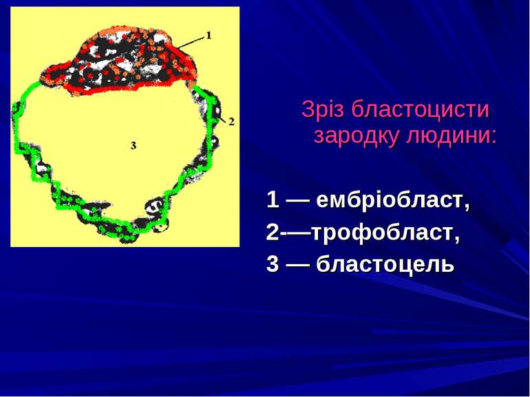 Зріз бластоцисти зародку людини: 1 — ембріобласт, 2-—трофобласт, 3 — бластоцель