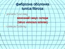 фиброзна оболонка tunica fibrosa рогівка (cornea) венозний синус склери (sinu...