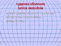 судинна оболонка tunica vasculosa власне судинна оболонка (chorioidea) війчас...