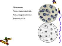 Диплококи Neisseria meningitidis Neisseria gonorrhoeae Pneumococcus