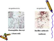 streptobacteria streptobacilli Haemophilus ducreyi (chancroid) Bacillus anthr...