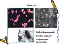 Капсули Klebsiella pneumonie Bacillus anthracis Streptococcus pneumoniae