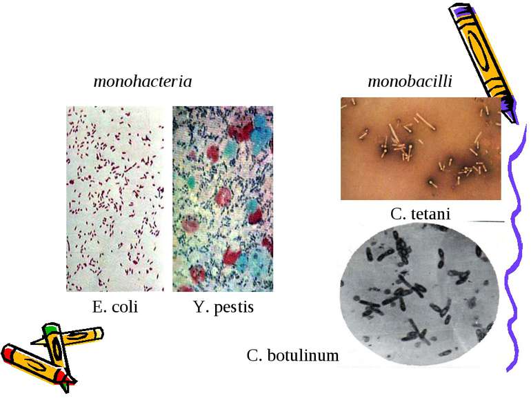 monohacteria monobacilli E. coli Y. pestis C. tetani C. botulinum
