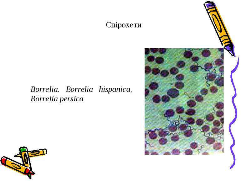 Спірохети Borrelia. Borrelia hispanica, Borrelia persica