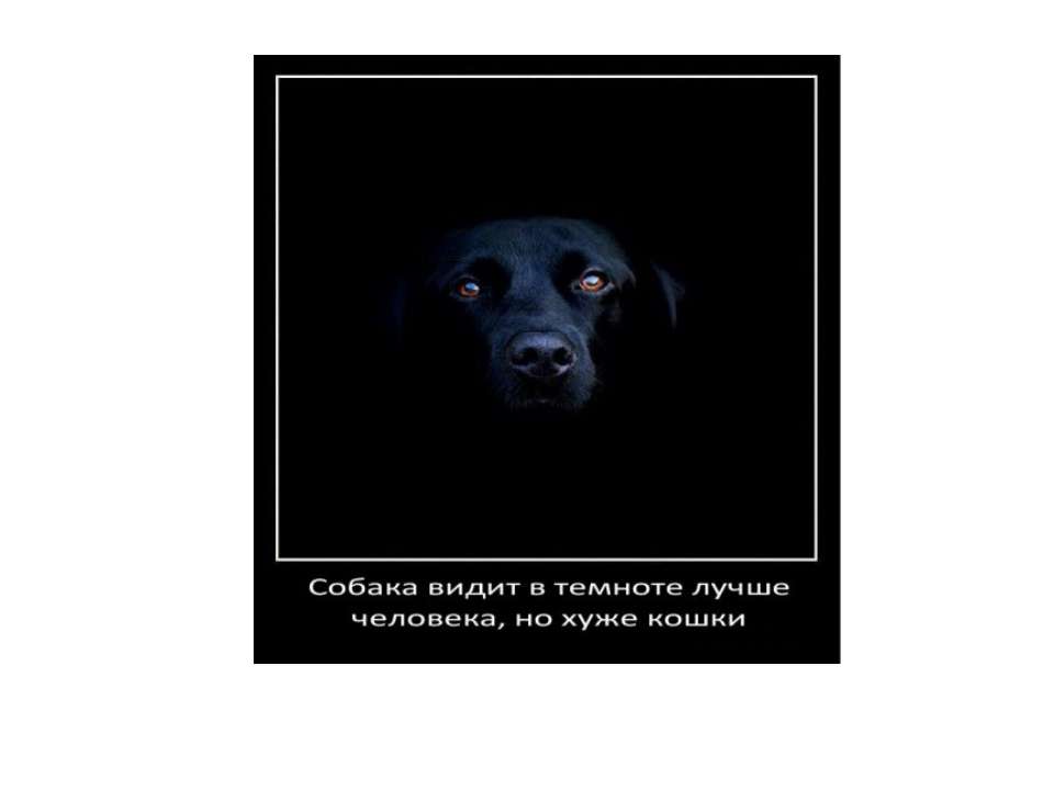 Ночное зрение у собак. Собака в темноте. Собаки хорошо видят в темноте. Собаки могут видеть в темноте. Собака видит в темноте лучше человека.