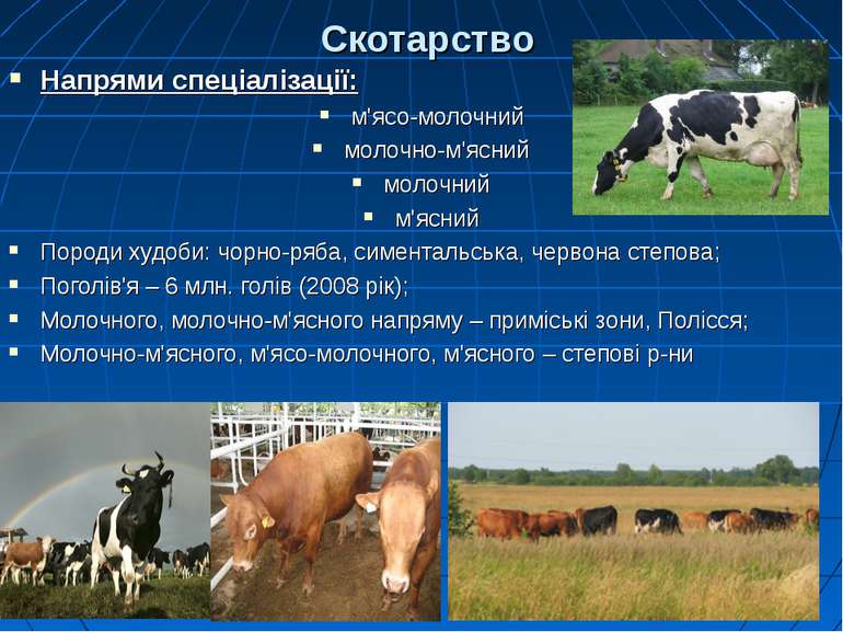 Скотарство Напрями спеціалізації: м'ясо-молочний молочно-м'ясний молочний м'я...