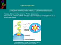 РНК-наномашини Робота вірального мотору бактеріофага phi29 – аналог двигуна в...
