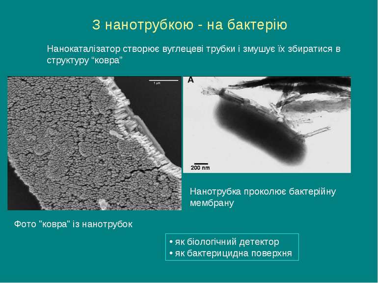 З нанотрубкою - на бактерію Фото "ковра" із нанотрубок Нанотрубка проколює ба...