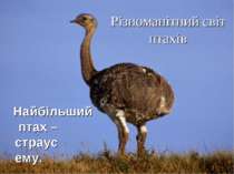 Різноманітний світ птахів Найбільший птах – страус ему.