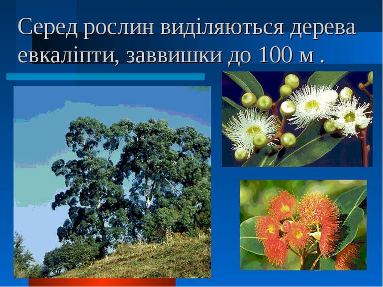 Серед рослин виділяються дерева евкаліпти, заввишки до 100 м .