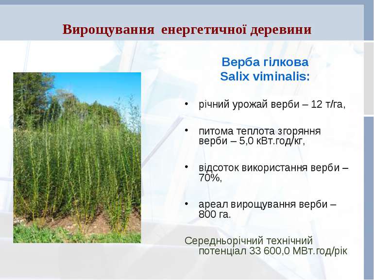 Вирощування енергетичної деревини Верба гілкова Salix viminalis: річний урожа...