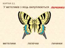 КАРТКА 1.1. У метеликів з яєць вилуплюються метелики лялечки личинки личинки