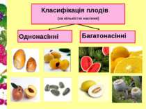 Класифікація плодів (за кількістю насіння) Однонасінні Багатонасінні
