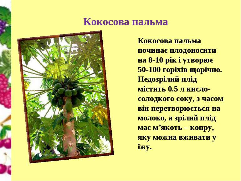 Кокосова пальма Кокосова пальма починає плодоносити на 8-10 рік і утворює 50-...