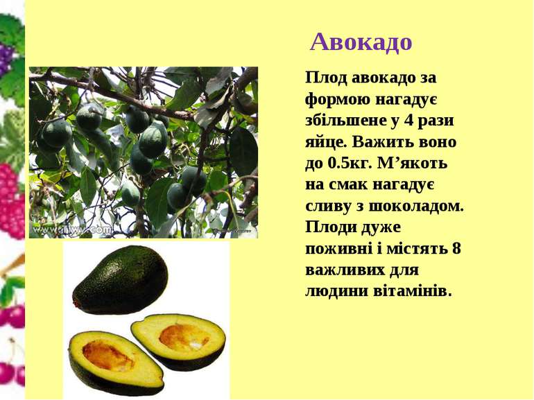 Авокадо Плод авокадо за формою нагадує збільшене у 4 рази яйце. Важить воно д...