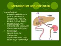 Метаболізм ксенобіотиків У метаболізмі ксенобіотиків беруть участь близько 30...