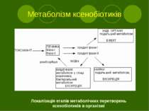 Метаболізм ксенобіотиків Локалізація етапів метаболічних перетворень ксенобіо...