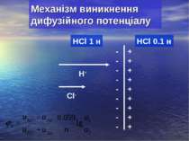 Механізм виникнення дифузійного потенціалу HCl 1 н HCl 0.1 н H+ Cl- + + + + +...