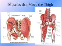 Muscles that Move the Thigh