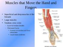 Muscles that Move the Hand and Fingers Superficial and deep muscles of the fo...