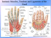 Intrinsic Muscles, Tendons and Ligaments of the Hand