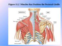 Figure 11.2 Muscles that Position the Pectoral Girdle