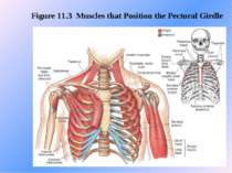 Figure 11.3 Muscles that Position the Pectoral Girdle