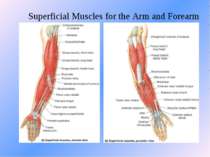 Superficial Muscles for the Arm and Forearm