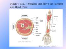 Figure 11.6e, f Muscles that Move the Forearm and Hand, Part I