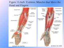 Figure 11.8a/b Extrinsic Muscles that Move the Hand and Fingers