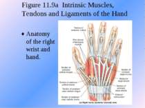 Figure 11.9a Intrinsic Muscles, Tendons and Ligaments of the Hand Anatomy of ...