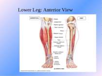 Lower Leg: Anterior View