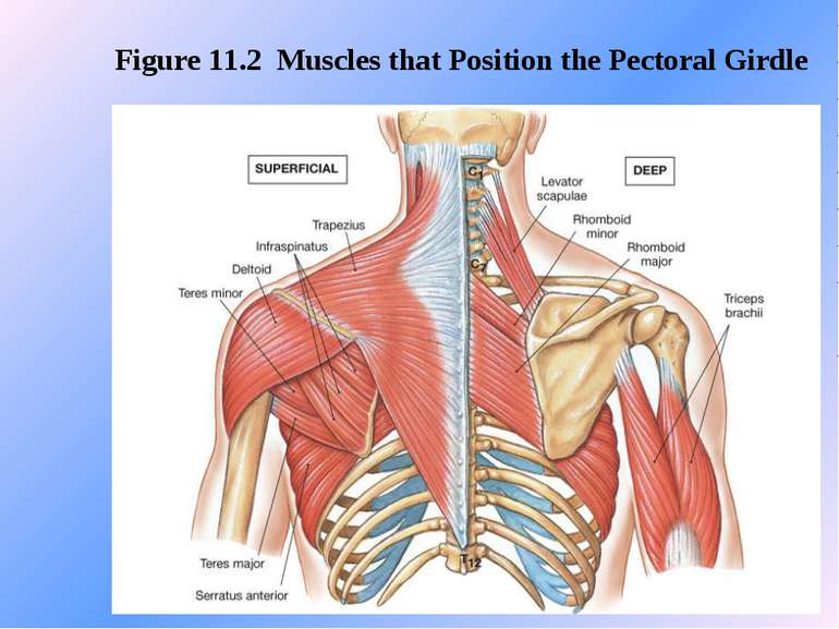 Figure 11.2 Muscles that Position the Pectoral Girdle