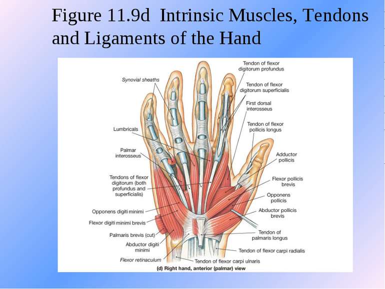 Figure 11.9d Intrinsic Muscles, Tendons and Ligaments of the Hand