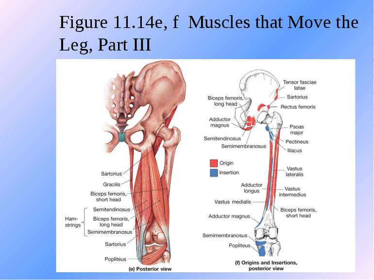 Figure 11.14e, f Muscles that Move the Leg, Part III