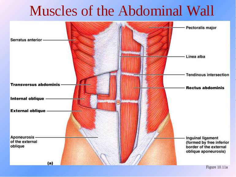Muscles of the Abdominal Wall Figure 10.11a